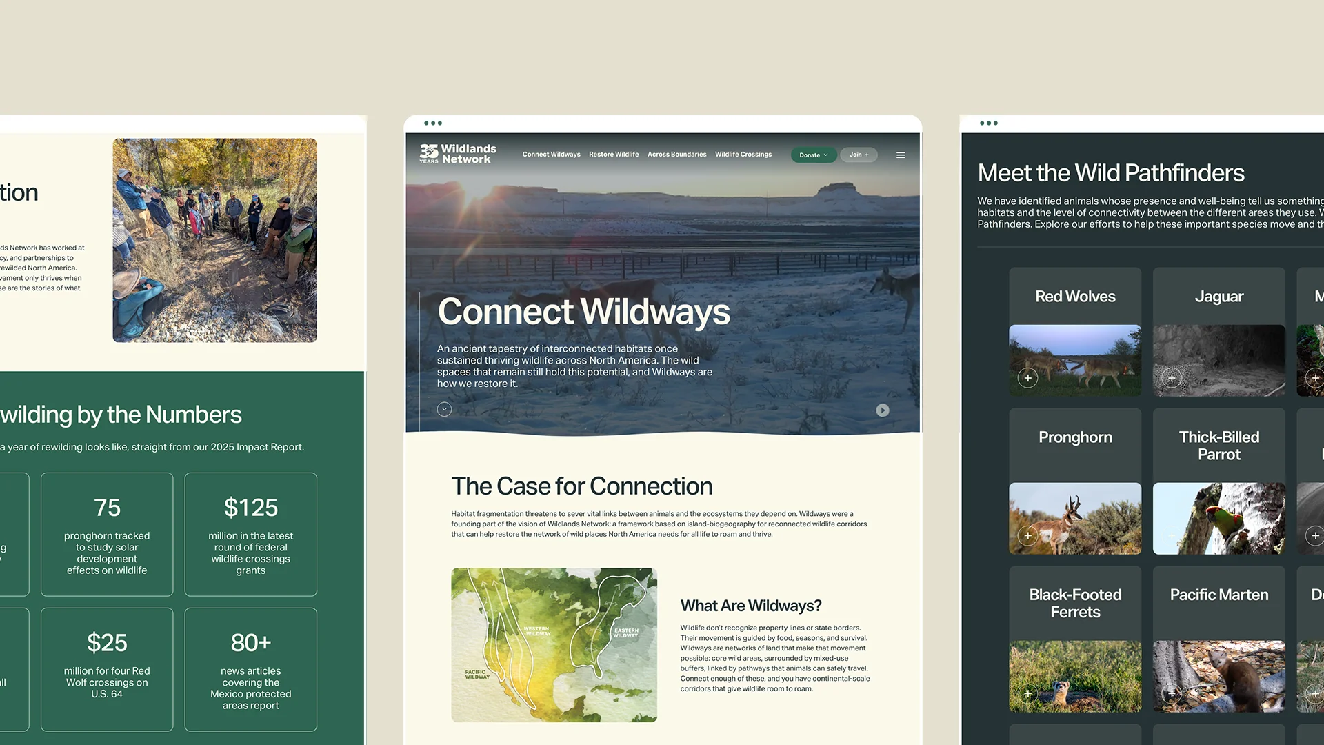 Wildlands Network desktop mockups